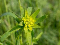 Euphorbia esula ssp. esula Surfklubben, Klagshamns udde, Malmö, Skåne, Sweden 20160529_0005