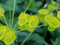 Euphorbia esula ssp. tommasiniana Lindängelunds rekreationsområde, Malmö, Skåne, Sweden 20170529_0051