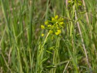 Euphorbia esula ssp. tommasiniana Scoutstugan, Bunkeflo strandängar, Malmö, Skåne, Sweden 20170520_0007