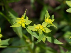 Euphorbia exigua - Dwarf Spurge - Småtörel