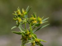 Euphorbia exigua Ö hamnen, Klagshamns udde, Malmö, Skåne, Sweden 20150702_0018