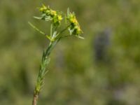 Euphorbia exigua Ö hamnen, Klagshamns udde, Malmö, Skåne, Sweden 20150702_0019