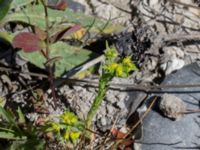 Euphorbia exigua Ö hamnen, Klagshamns udde, Malmö, Skåne, Sweden 20150702_0023