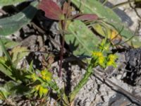 Euphorbia exigua Ö hamnen, Klagshamns udde, Malmö, Skåne, Sweden 20150702_0025