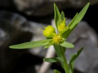 Euphorbia exigua Ö hamnen, Klagshamns udde, Malmö, Skåne, Sweden 20150702_0065