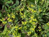 Euphorbia exigua Leråkra, Flädie, Lomma, Skåne, Sweden 20160715_0014