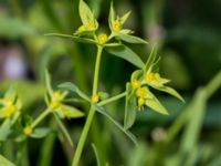 Euphorbia exigua Leråkra, Flädie, Lomma, Skåne, Sweden 20160715_0018