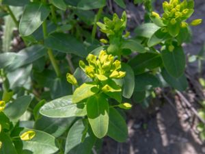 Euphorbia glareosa