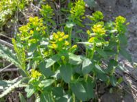 Euphorbia glareosa Ananuri, Mtskheta-Mtianeti, Georgia 20180426_3304