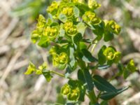 Euphorbia glareosa Darial Gorge, Stepantsminda, Mtskheta-Mtianeti, Georgia 20180425_2089