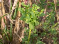 Euphorbia helioscopia Borrebacke, Malmö, Skåne, Sweden 20150808_0065