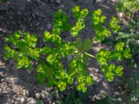 Euphorbia helioscopia Oljesjön, Norra hamnen, Malmö, Skåne, Sweden 20190724_0041