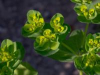 Euphorbia helioscopia Oljesjön, Norra hamnen, Malmö, Skåne, Sweden 20190724_0042