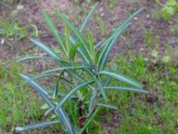 Euphorbia lathyris Nya Tingsrätten, Lund, Skåne, Sweden 20180904_0002