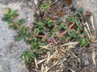 Euphorbia maculata Rådhustorget, Falsterbohalvön, Vellinge, Skåne, Sweden 20160617_0275