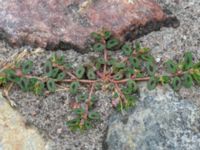 Euphorbia maculata Rådhustorget, Falsterbohalvön, Vellinge, Skåne, Sweden 20160617_0282