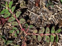 Euphorbia maculata Rådhustorget, Skanör, Falsterbohalvön, Vellinge, Skåne, Sweden 20130807_0013