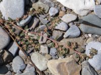 Euphorbia maculata River Thagapsh, Lazarevskoye, Krasnodar, Russia 20160913_0490