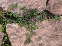 Euphorbia maculata Västra Kristinelundsvägen 33 A-C, Malmö, Skåne, Sweden 20190809_0003