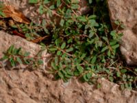 Euphorbia maculata Västra Kristinelundsvägen 33 A-C, Malmö, Skåne, Sweden 20190809_0005