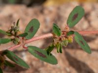 Euphorbia maculata Västra Kristinelundsvägen 33 A-C, Malmö, Skåne, Sweden 20190809_0010