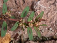 Euphorbia maculata Västra Kristinelundsvägen 33 A-C, Malmö, Skåne, Sweden 20190809_0015