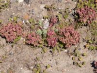 Euphorbia myrsinites Utfyllnad Oljesjön, Oljehamnen, Malmö, Skåne, Sweden 20210616_0132