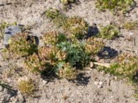 Euphorbia myrsinites Utfyllnad Oljesjön, Oljehamnen, Malmö, Skåne, Sweden 20210616_0134