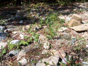 Euphorbia nutans - Nodding Spurge - Snedtörel