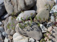 Euphorbia nutans River Thagapsh, Lazarevskoye, Krasnodar, Russia 20160913_0494