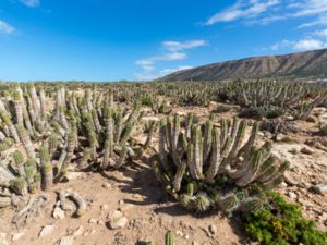 Euphorbia officinarum