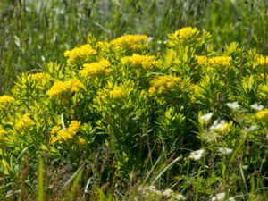 Euphorbia palustris - Marsh Spurge - Kärrtörel