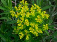 Euphorbia palustris 150 m NO Annelundskyrkan, Ljungby, Småland, Sweden 20190607_0596