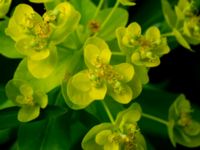 Euphorbia palustris 150 m NO Annelundskyrkan, Ljungby, Småland, Sweden 20190607_0598