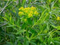 Euphorbia palustris 150 m NO Annelundskyrkan, Ljungby, Småland, Sweden 20190607_0601