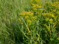 Euphorbia palustris Gessie villastad, Vellinge, Skåne, Sweden 20150621_0058