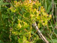 Euphorbia palustris Gessie villastad, Vellinge, Skåne, Sweden 20150621_0060