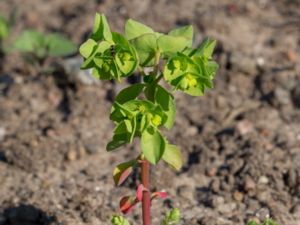 Euphorbia peplus - Petty Spurge - Rävtörel