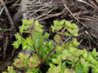 Euphorbia peplus Deponi Sankt Hans backar, Lund, Skåne, Sweden 20170623_0055