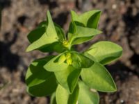 Euphorbia peplus Fjärilsstigen, Bunkeflostrand, Malmö, Skåne, Sweden 20160604_0054