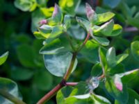 Euphorbia peplus Lindängelunds rekreationsområde, Malmö, Skåne, Sweden 20150930_0016