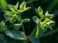 Euphorbia peplus Lindängelunds rekreationsområde, Malmö, Skåne, Sweden 20150930_0017