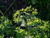 Euphorbia peplus Lindängelunds rekreationsområde, Malmö, Skåne, Sweden 20150930_0018