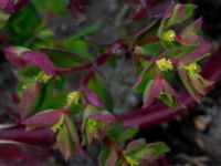 Euphorbia peplus Strandhem, Bunkeflo strandängar, Malmö, Skåne, Sweden 20190412_0010