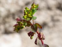 Euphorbia peplus Strandhem, Bunkeflo strandängar, Malmö, Skåne, Sweden 20190412_0013