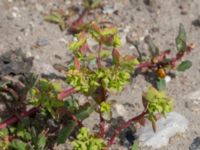 Euphorbia peplus Swedechrome, Norra hamnen, Malmö, Skåne, Sweden 20150724_0046