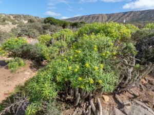 Euphorbia regis-jubae - King Juba's Spurge - Jubatörel