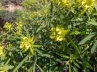 Euphorbia regis-jubae Cap Rihr, Morocco 20180225_0483