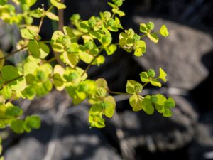 Euphorbia stricta - Styvtörel