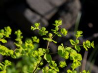 Euphorbia stricta Ryavägen, Rydebäck, Helsingborg, Skåne, Sweden 20170727_0024